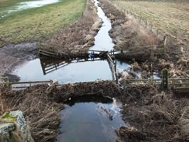 A Cattle Drink impeding fish migration