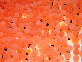 Atlantic Salmon eggs showing inviable ova amongst eyed ova