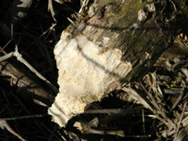 Beaver damage