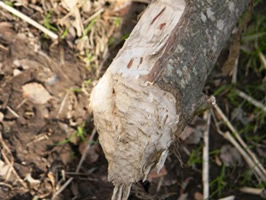 Beaver Damage