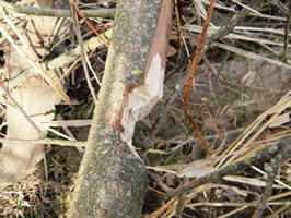 Beaver Damage