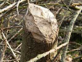 Beaver Damage