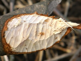 Beaver Damage