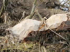 Beaver Damage